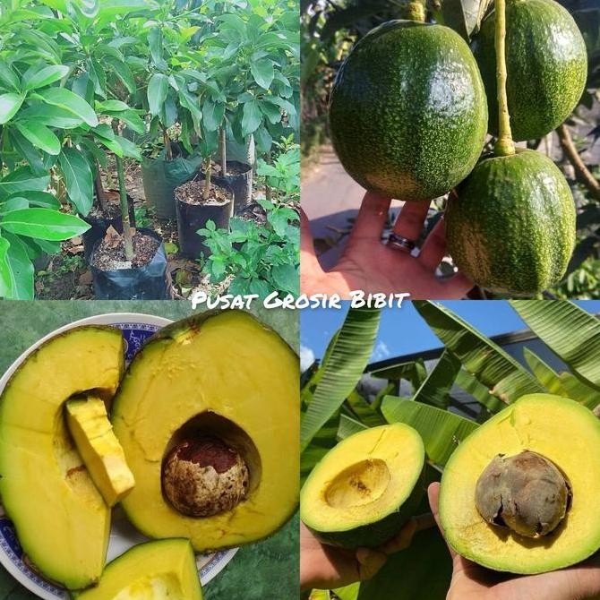 

Bibit Alpukat Kendil Ukuran 1 Meter Up Batang Besar Cepat Berbuah