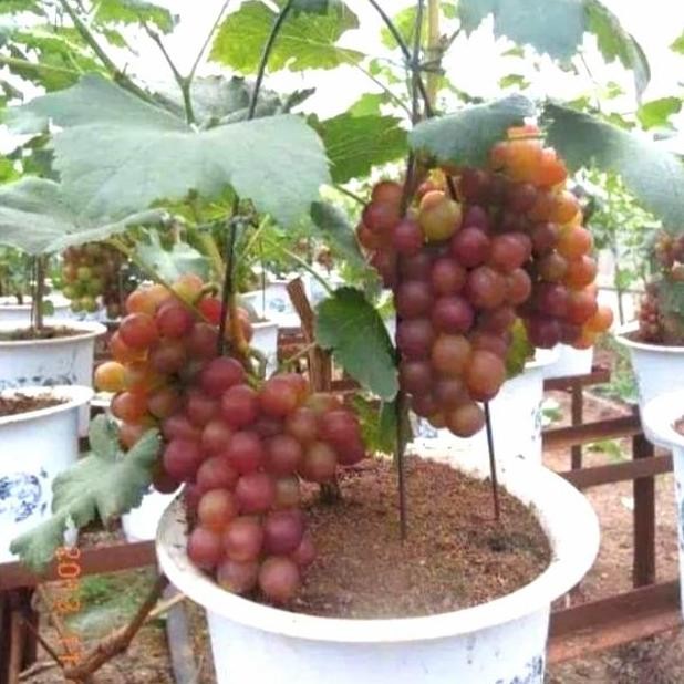 

bibit pohon anggur import