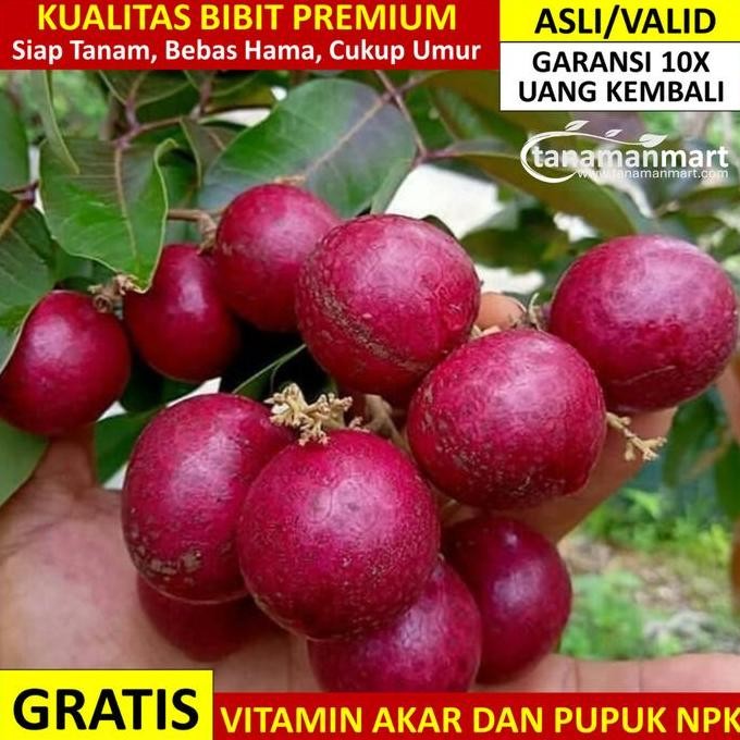 

Bibit Kelengkeng Merah Asli Bergaransi, Pohon Lengkeng Valid