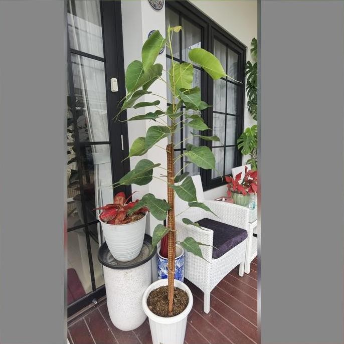 

Pohon Bodhi Dewasa Tanaman bibit Bodi ficus religiosa Buddha bonsai