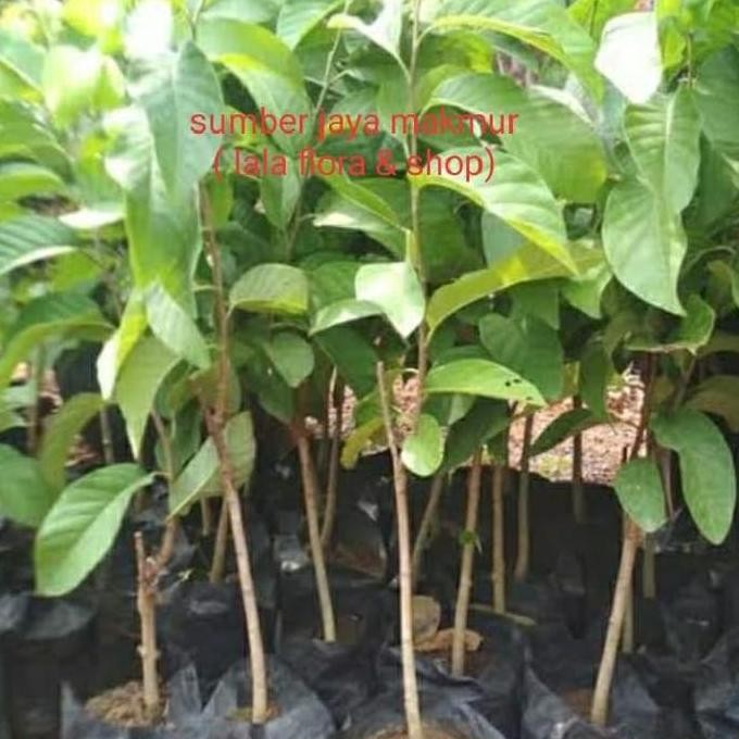 

tanaman bibit pohon buah srikaya bangkok