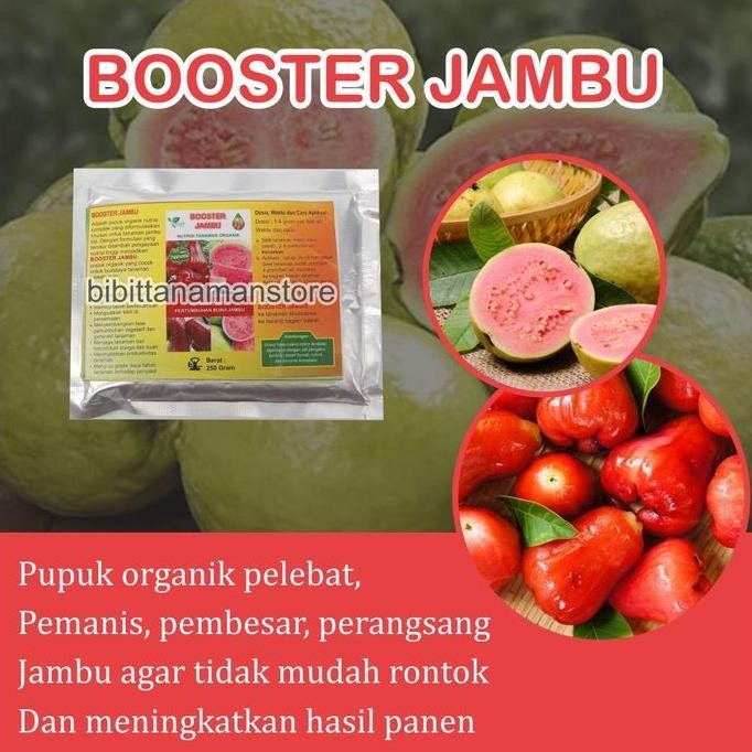 

Pupuk Organik Booster Jambu Kristal Agar Cepat Berbuah Lebat