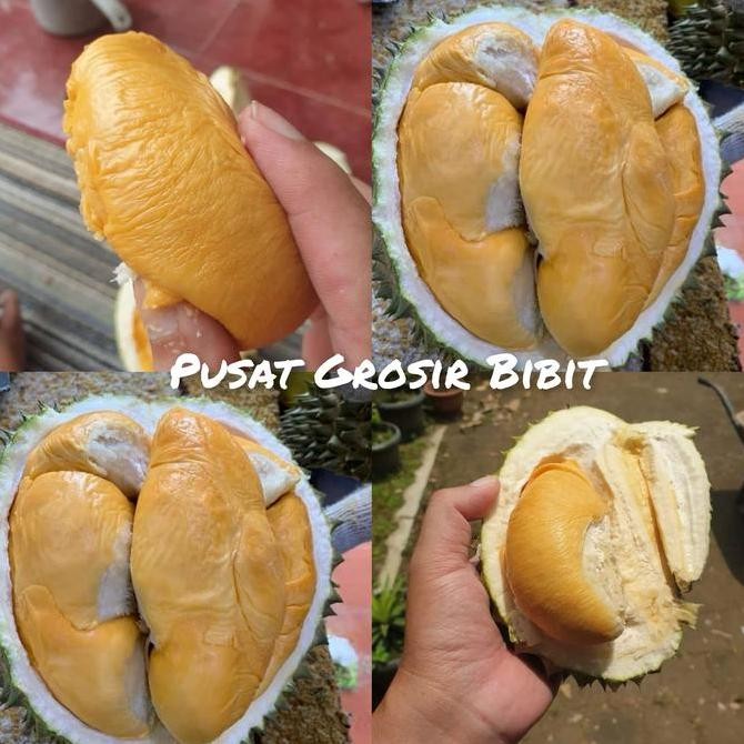 

Bibit Tanaman Durian Ochee Duri Hitam