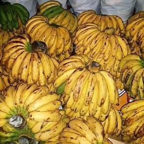 

Bibit Tanaman Pisang Barangan Medan
