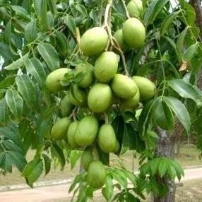 

Bibit Tanaman Kedondong Mini