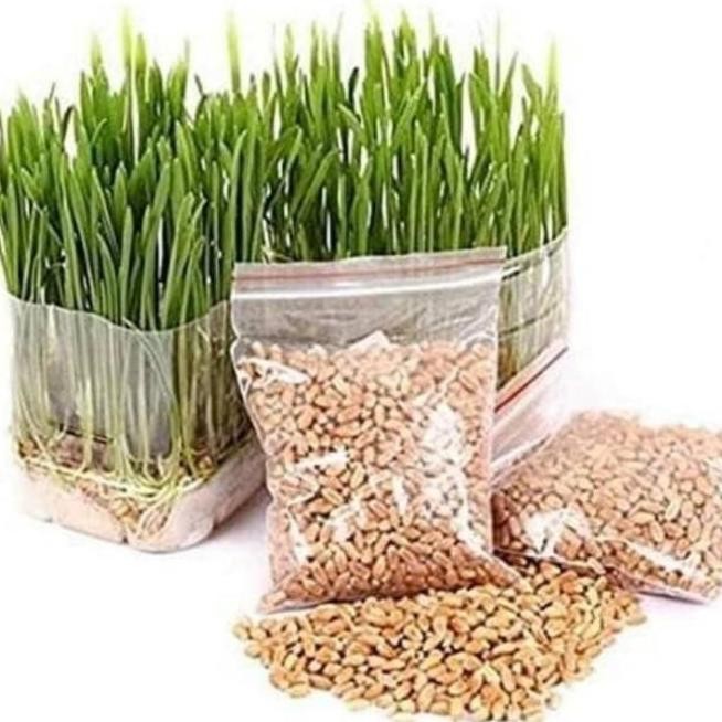 

Terlaris Ankn 100G Benih Wheat Grass Biji Gandum Rumput Kucing Cat