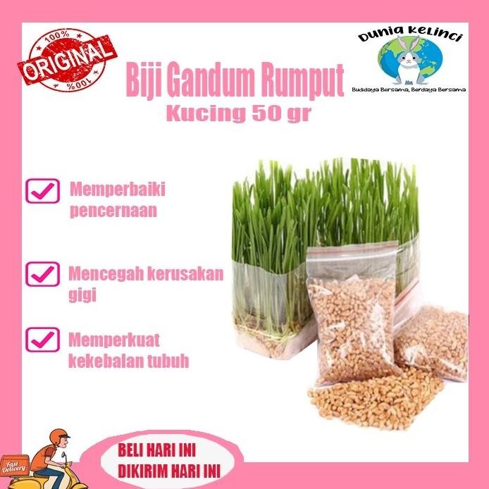 

Terlaris Biji Gandum Rumput Kucing 50 Gr Benih Rumput