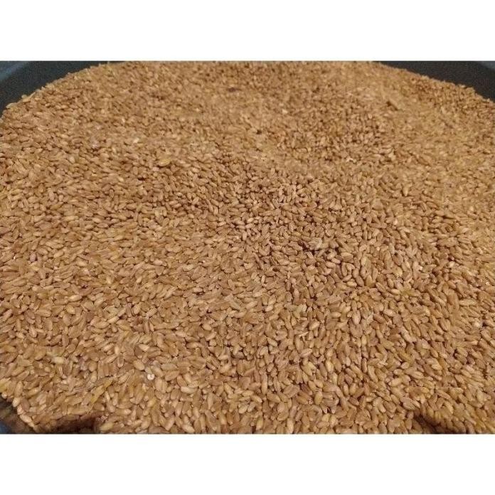 

Terlaris Biji Gandum Benih Rumput Gandum Utuh Kemasan 10 Kg -Gratisongkir