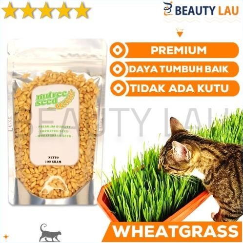 

Terlaris Best Benih Rumput Gandum Kucing 100Gr Bibit Wheatgrass Microgreen Seed