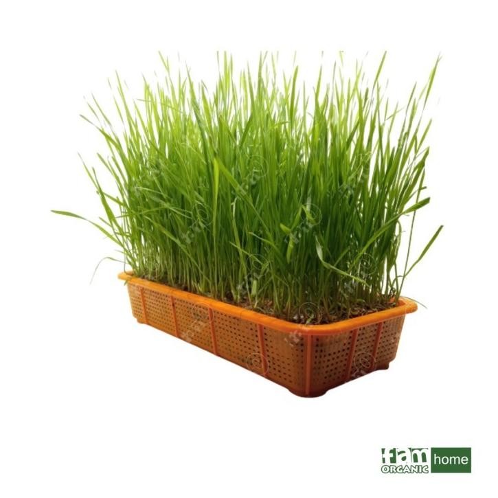

Terlaris Cyn Benih / Biji / Seed Wheatgrass Rumput Gandum / Cat Grass