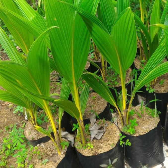 BIBIT POHON KELAPA KUNING-POHON KELAPA KUNING PREMIUM