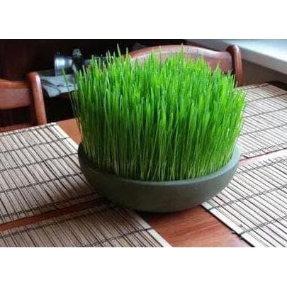 

Terlaris Bibit / Benih /Seeds Wheatgrass Rumput Gandum Meningkatkan Kesehatan