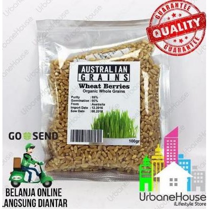 

Terlaris Benih Wheat Berries Wheat Grass Organic Import Rumput Gandum Organik