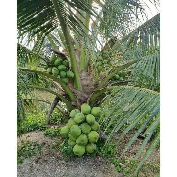 Bibit Kelapa Hibrida // Kelapa Hibrida Hij Super PREMIUM