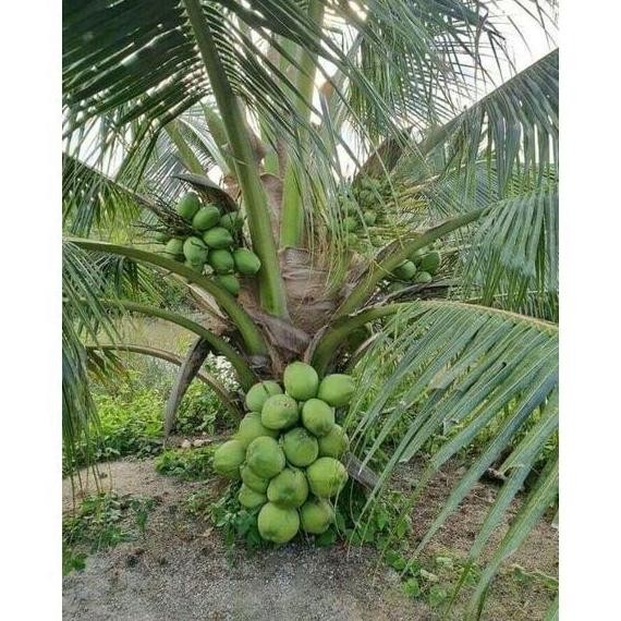 Bibit Kelapa Hibrida // Kelapa Hibrida Hij Super PREMIUM