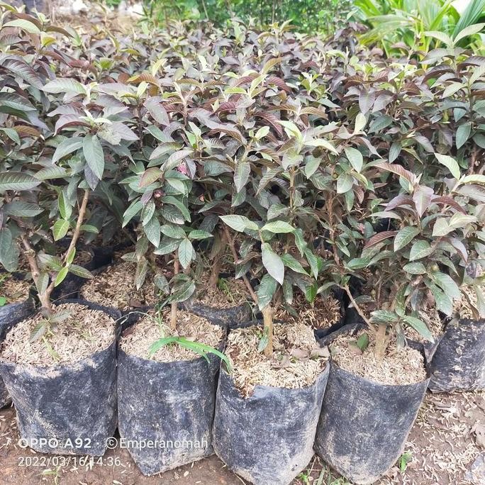 Bibit Tanaman Buah Jambu Biji Australia Jambu Biji Mini Merah GENJAH