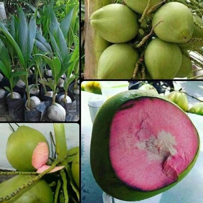 Bibit kelapa Wulung asli bibit kelapa genjah pendek PREMIUM
