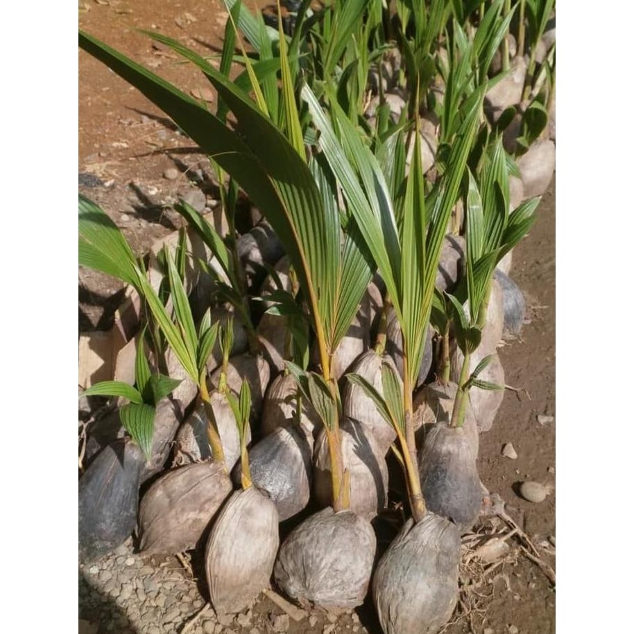 Bibit Kelapa Genjah Salak Unggul Bibit Unggul PREMIUM