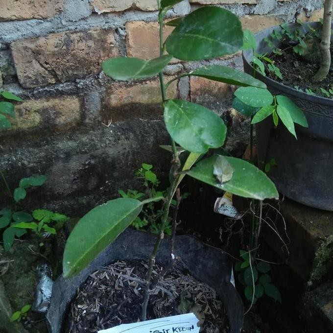 

Terlaris Bibit Jeruk Nipis