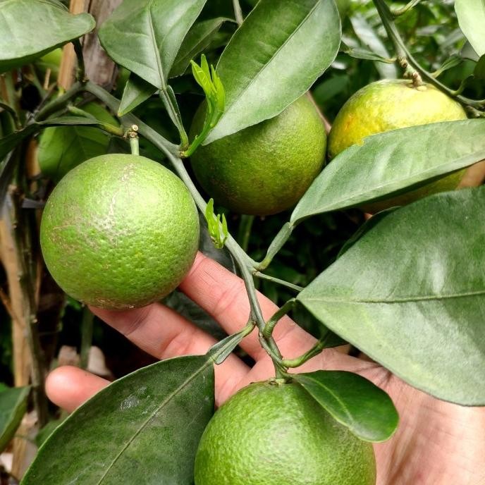 

Terlaris Ready!! Tanaman Bibit Jeruk Nipis Manis