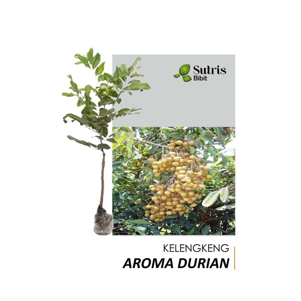 

Terlaris Bibit Tanaman Buah Kelengkeng Aroma Durian
