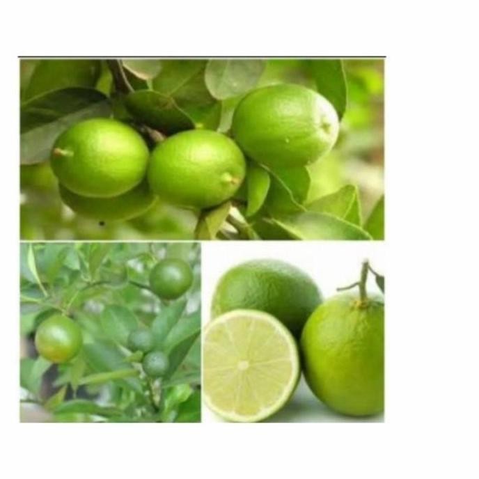 

Terlaris Bibit Tanaman Jeruk Nipis Termurah