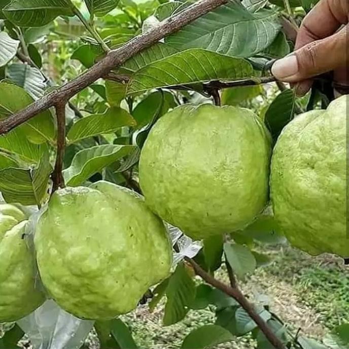 

Terlaris Bibit Jambu Kristal Putih Berbunga