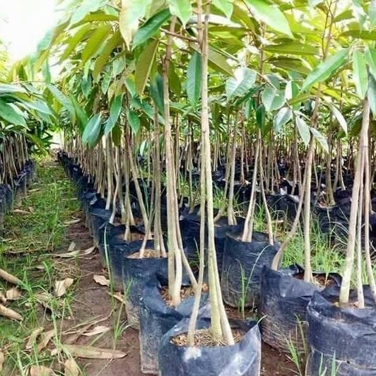 

Terlaris Bibit Durian Super Montong Kaki 3 Tinggi 1 Meter Lebih ( 1,30 Cm)