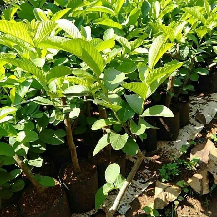 

Terlaris Bibit Tanaman Buah Jambu Biji Merah