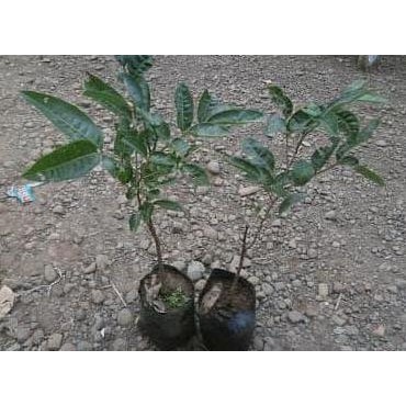 

Terlaris Bibit Kelengkeng Aroma Durian Super Unggul | Warung Bibit