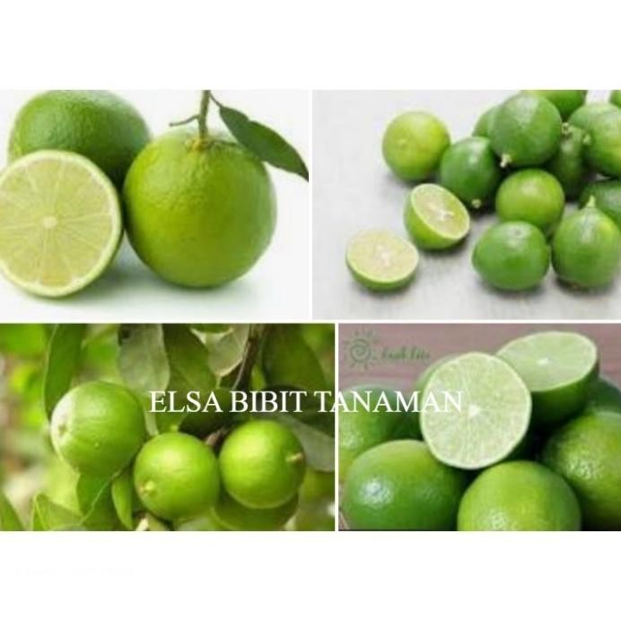 

Terlaris Promo Bibit Jeruk Nipis Buat Minuman Siap Tanam ( Beli 5 Gratis 1