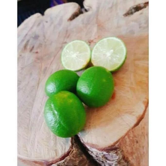 

Terlaris Pohon Baru Datang Bibit Tanaman Buah Jeruk Nipis Okulasi Cepat Berbuah Atz