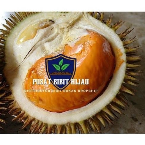 

Terlaris Terlaris Bibit Buah Tanaman Durian Tembaga Kaki 3 Super Okulasi Cepat
