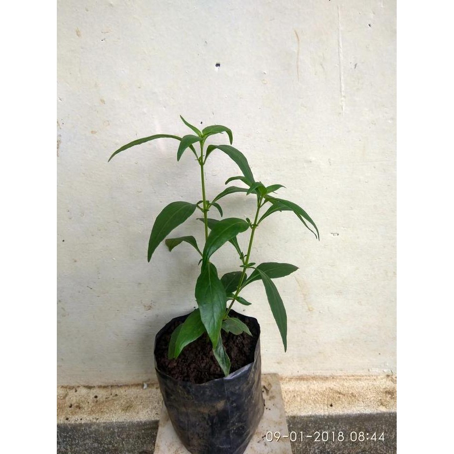 Terlaris Sambiloto | Bibit Sambiloto| Tanaman Sambiloto