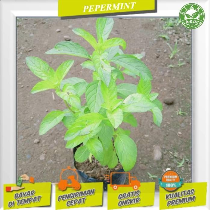 

Terlaris Bibit Tanaman Daun Papermint/ Pepermint/ Mint Herbal