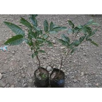 

Terlaris Bibit Kelengkeng Aroma Durian Super Unggul | Warung Bibit