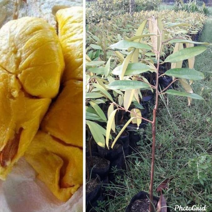 

Terlaris Bibit Durian Musangking Kaki1