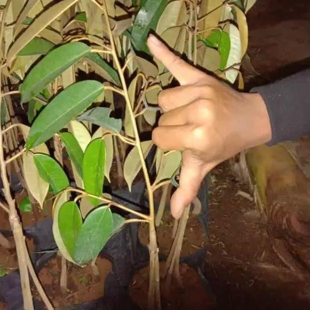 

Terlaris Bibit Durian Bawor Kaki 3