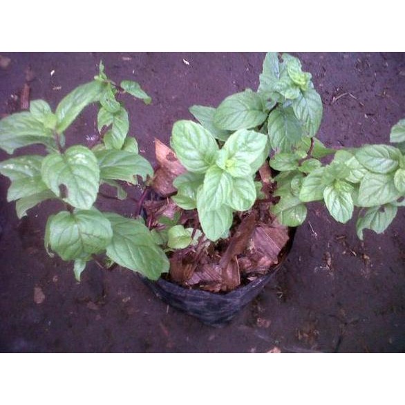 

Terlaris Paket 5 Bibit Tanaman Mint/Daun Spearmint-Chocolate Mint