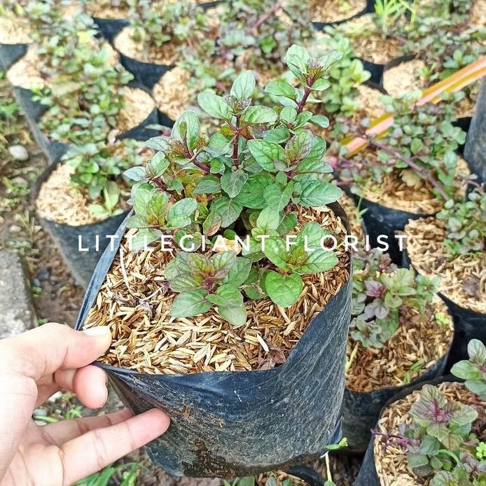 

Terlaris Bibit Tanaman Daun Chocolate Mint