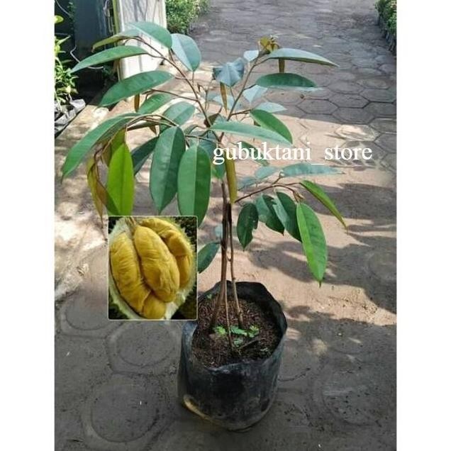 

Terlaris Bibit Buah Durian Bawor Super Jumbo Kaki Tiga Bisa Berbuah Dalam Pot