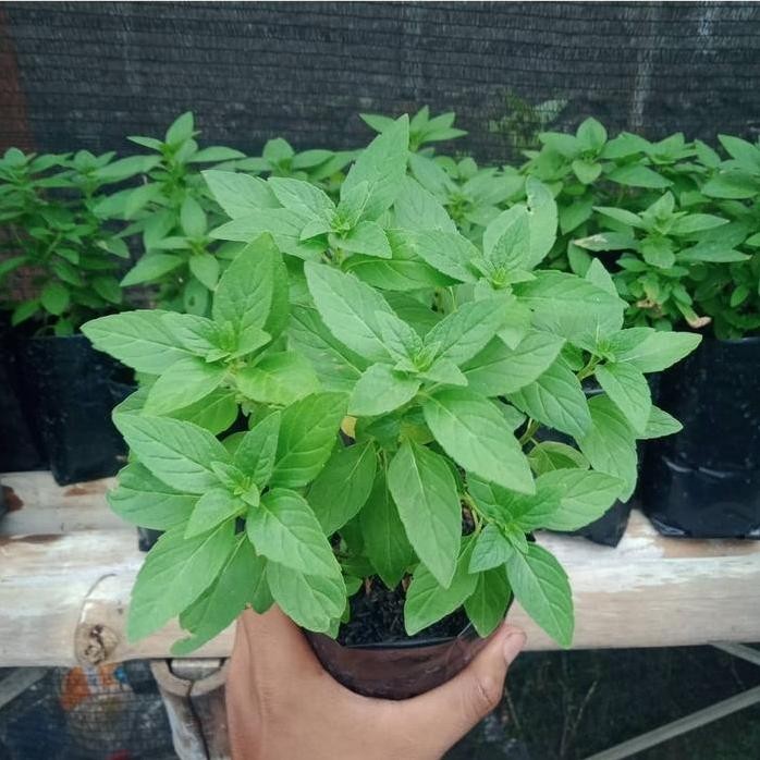 

Terlaris Bibit Tanaman Daun Mint-Bibit Pohon Daun Wild Mint-Daun Wild Mint