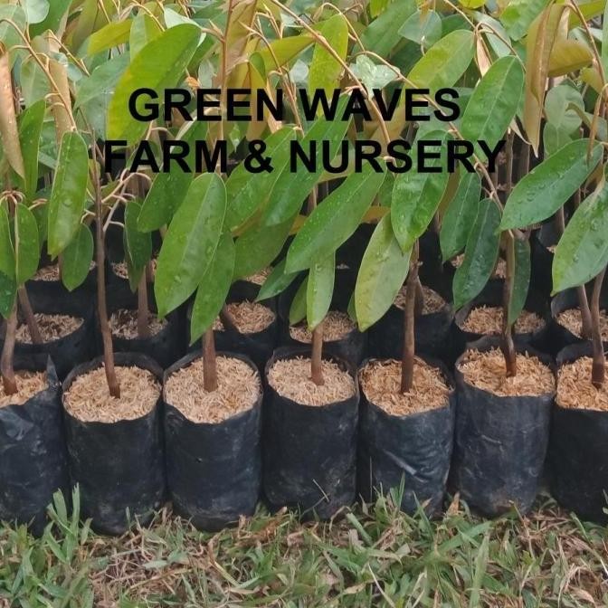

Terlaris Bibit Durian Super Tembaga 40 Cm - 50 Cm