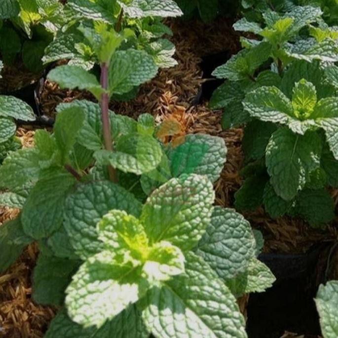 

Terlaris Bibit Tanaman Herbal Daun Mint