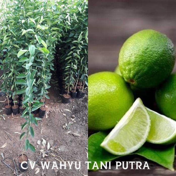 

Terlaris Bibit Jeruk Nipis Unggul Hasil Okulasi