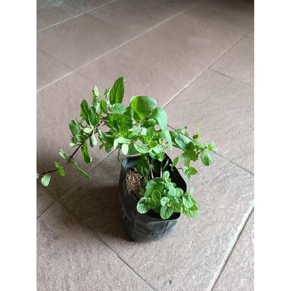 

Terlaris Bibit Tanaman Herbal Daun Mint Menthol
