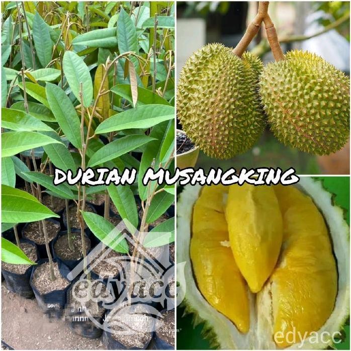 

Terlaris Bibit Durian Musangking Okulasi Cepat Berbuah
