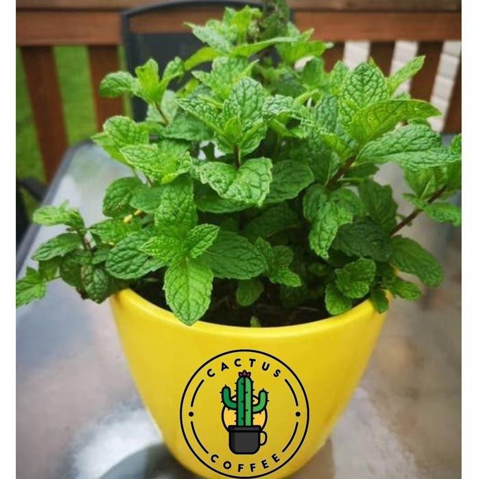 

Terlaris Bibit Tanaman Daun Mint / Pohon Daun Mint Tanaman Herbal Pepermint