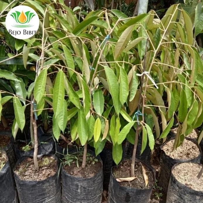 

Terlaris Bibit Tanaman Buah Durian Petruk Unggulan