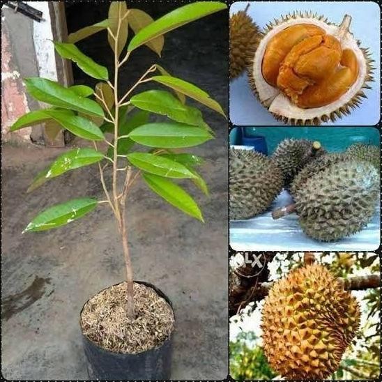 

Terlaris Bibit Durian Black Thorn Si Raja Durian Premium Untuk Pecinta Durian Sejati